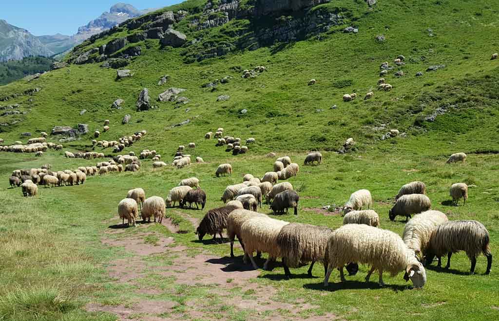 photo of sheep in the mountains